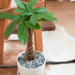 Pachira Table Plant PROMO - Image 2