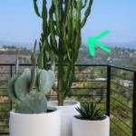 Cactus Premium Bundle 3pc in Fiber Classy White Pot Lifetime Warranty