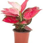 Aglaonema Pink