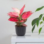 Aglaonema Pink - Image 2