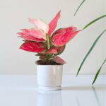 Aglaonema Pink - Image 3