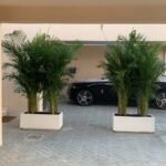 Areca Palm in Fiber Pot Height 2.5m to 3m XL - Image 4