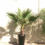 Washintonia Palm Big in Long Pot Clearance Sale
