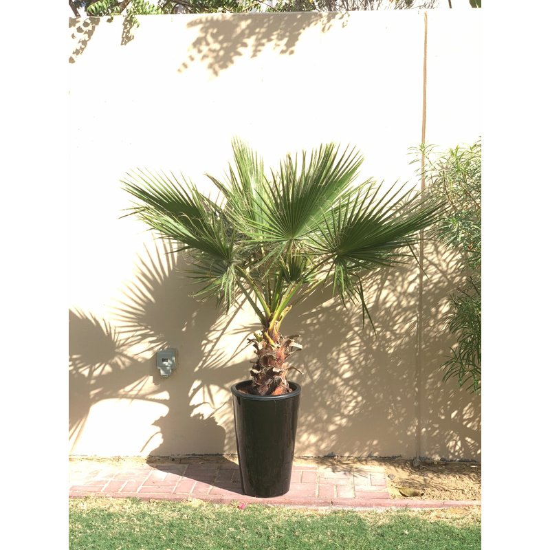4329BB83-9E8E-46EF-B661-7CCA0201F207.jpg Washintonia Palm Big in Long Pot Clearance Sale - Image 1