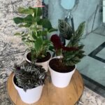 Air Purifying Bundle Promo