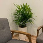 Office Plant Rephalis PROMO