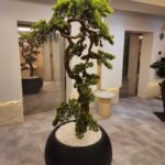 Artificial Bonsai Premium Xlarge Plants UAE