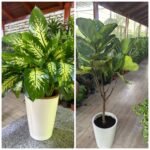 Bundle Morning Dew + Fiddle Wow | 130-140cm