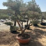 Olive Tree Bonsai 30 yr Multiple Head