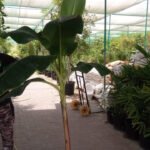 Banana Tree in Plastic Pot PROMO - Image 2