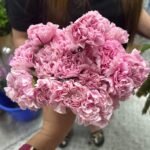 Fresh Flowers Chrysanthemum 12pc Best Seller - Image 7