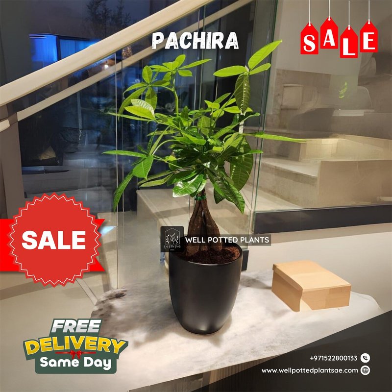 491311DD-92DA-42FF-AE2C-D53DA66C4926.jpg Pachira Table Plant PROMO - Image 1