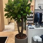 Office Plant GIANT FIDDLE PREMIUM (2.2m to 2.5m)