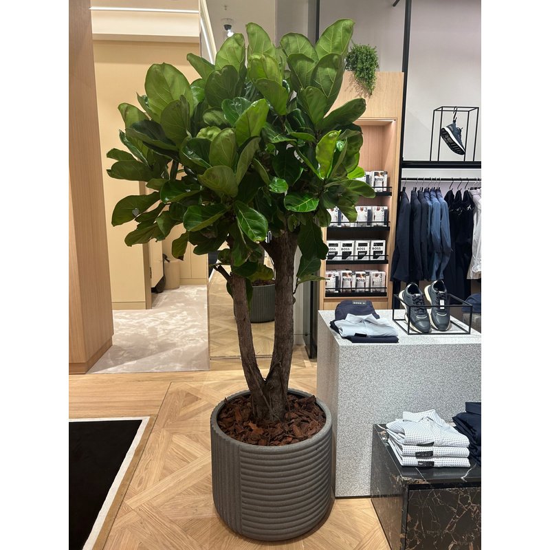 494819B0-6A59-4E12-89CF-F34769167131.jpg Office Plant GIANT FIDDLE PREMIUM (2.2m to 2.5m) - Image 1