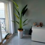 Travellers Palm BIG in White Gold PROMO 3m - Image 2