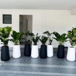 Office Plants Bundle (8plants) in Fiber New Premium