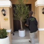 Olive Tree Fully Grown 2.2m to 2.5m 15 year Outdoor Plants Dubai - Image 3