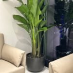 Office Plants Premium Bundle in Fiber Pot New 10pc - Image 9