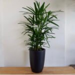 Office Plant Rephalis PROMO - Image 3