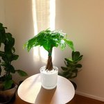 Pachira plant - Money Tree - Image 3