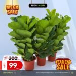 Mega Sale Mega Sale- Fiddle 130cm Plants UAE