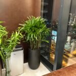 Office Plants Premium Bundle in Fiber Pot New 10pc - Image 7