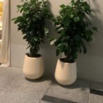 Office Plant Bundle Benjamina in Beige Fiber Pot