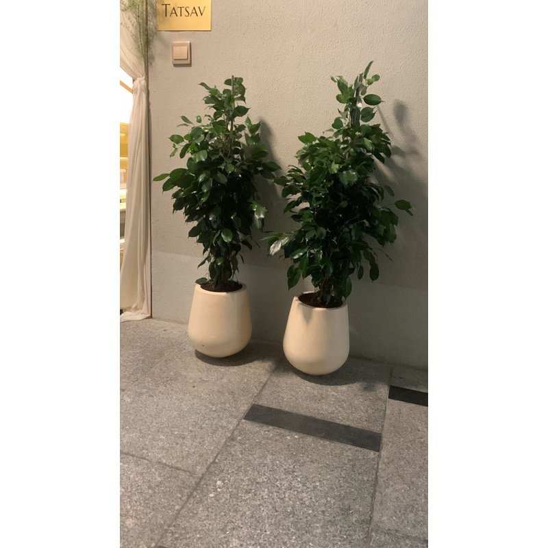 5134D72F-83A8-4A70-B8BB-B8930E4F29D8.jpg Office Plant Bundle Benjamina in Beige Fiber Pot - Image 1
