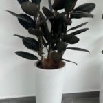 Rubber Plant 150cm Big New
