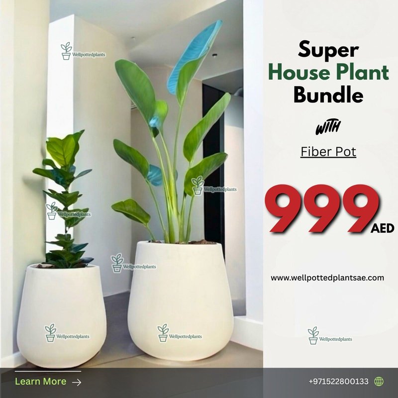 54F59DC4-8FEA-4428-9A81-7173BCE00E39.jpg House Plant Travellers Palm + Fiddle Super Bundle - Image 1