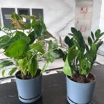 Indoor Plants Table Plant  Zizi and Philodendron Bundle