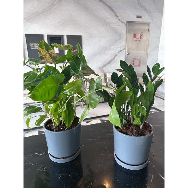 55841E0A-DED2-49D9-B4E5-03AC01E85FF0.jpg Indoor Plants Table Plant Zizi and Philodendron Bundle - Image 1