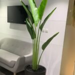Office Plants Big Areca + Big Travellers Palm Bundle - Image 2