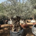 Olive Tree Bonsai 60 yr Old - Image 2