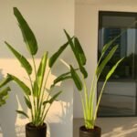 Office Plants Travellers Palm 2.2m in Black Pot Bundle 2pc PROMO - Image 2