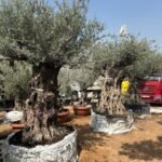 Olive Tree Bonsai 60 yr Old