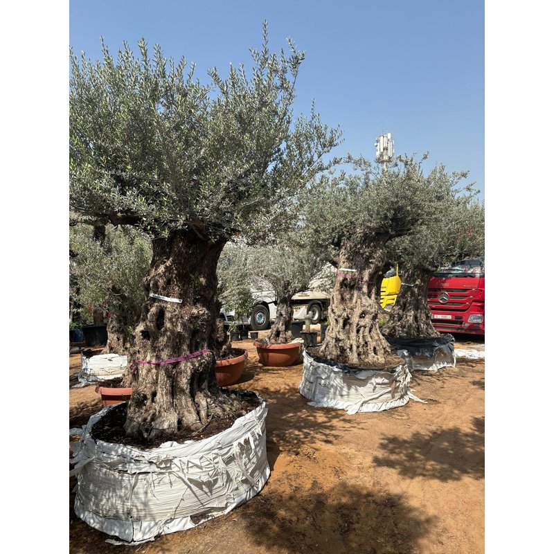 5B8EB1E6-C041-4AC9-BC32-D2AC3EA1CE7A.jpg Olive Tree Bonsai 60 yr Old - Image 1