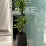Office Plants Premium Bundle in Fiber Pot New 10pc - Image 11