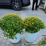 Outdoor Flower Per Pot Promo