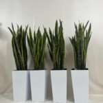 Premium Snakeplant