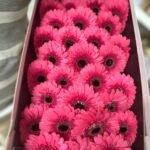 Fresh Flower Daisy 12pcs Best Seller - Image 2