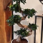 Bonsai Clearance Sale Buy 1 Take 1 Take 1
