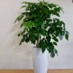 Office Plant Chinadoll PROMO - Image 2