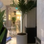 Vietchia Palm Indoor In Fiber Pot 2.5m to 3m - Image 3