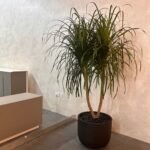 Office Plant Wild Yukka in Fiber Black Pot Premium - Image 5