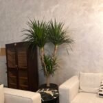 Office Plant Wild Yukka in Fiber Black Pot Premium - Image 4