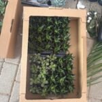 Table Plant Desk Plant Succulent Indoor Plants Dubai - Image 7