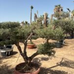 Olive Tree Bonsai 30 yr Multiple Head - Image 2