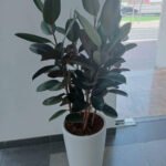 Rubber plant in white and gold pot - Image 2
