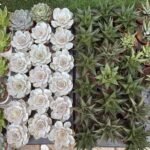 Table Plant Desk Plant Succulent Indoor Plants Dubai - Image 2